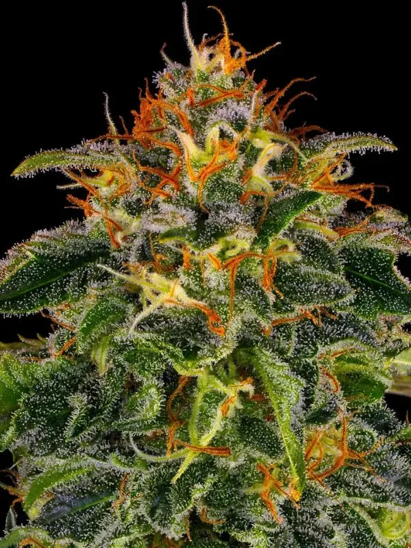 semilla-granel-moby-dick-feminizada