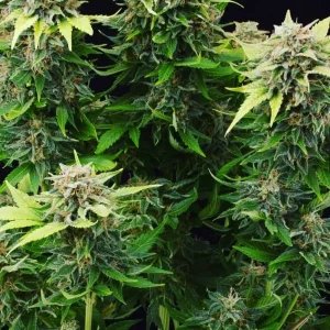 semilla-granel-moby-dick-automatica