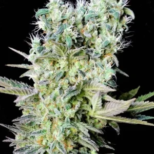 semilla-granel-northern-light-feminizada