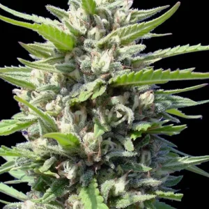 semilla-granel-northern-light-automatica