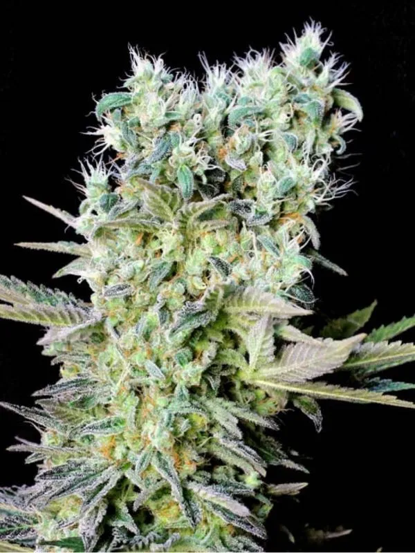 semilla-granel-northern-light-feminizada