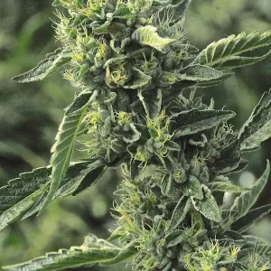 semilla-granel-og-kush-feminizada