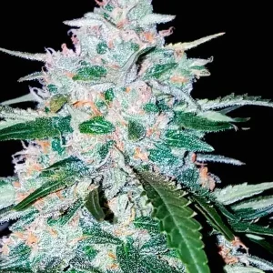 semilla-granel-pineapple-express-automatica