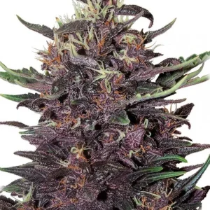 semilla-granel-purple-automatica