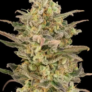 semilla-granel-somango-automatica