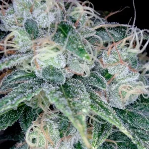 semilla-granel-sour-diesel-feminizada