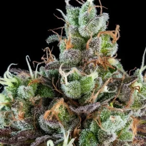 semilla-granel-sour-diesel-automatica