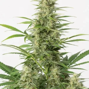 semilla-granel-sour-diesel-automatica