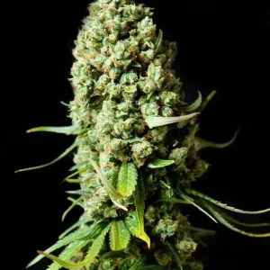 semilla-granel-super-skunk-feminizada