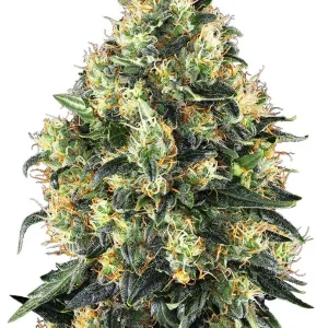 semilla-granel-super-skunk-automatica