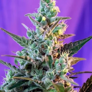 semilla-granel-sweed-skunk-automatica