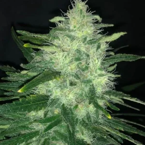 semilla-granel-wedding-cake-feminizada