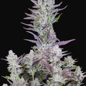 semilla-granel-wedding-cake-automatica