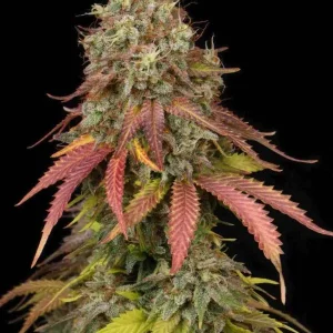 semilla-granel-white-widow-feminizada