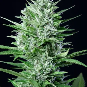 semilla-granel-white-widow-automatica