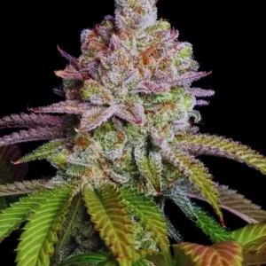 semilla-granel-zkittlez-feminizada